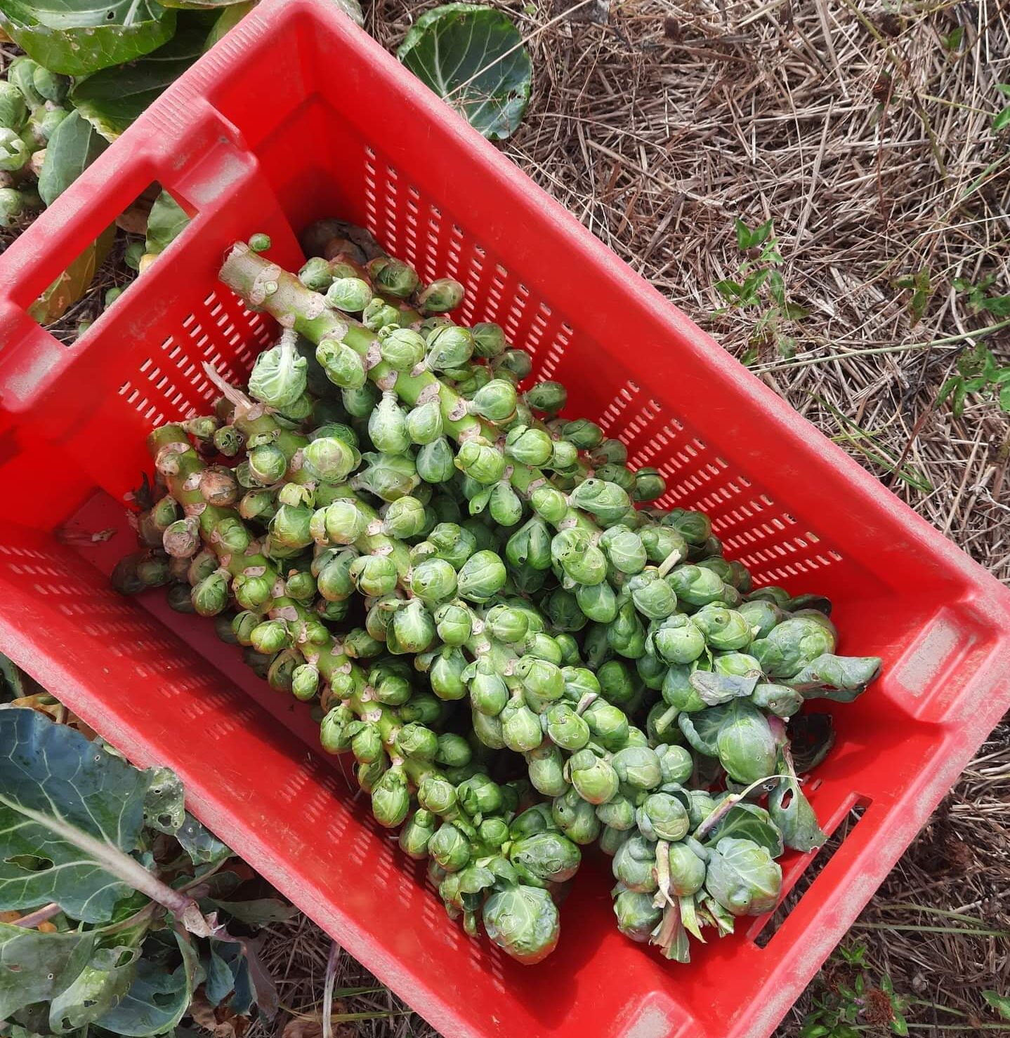 Chou de Bruxelles