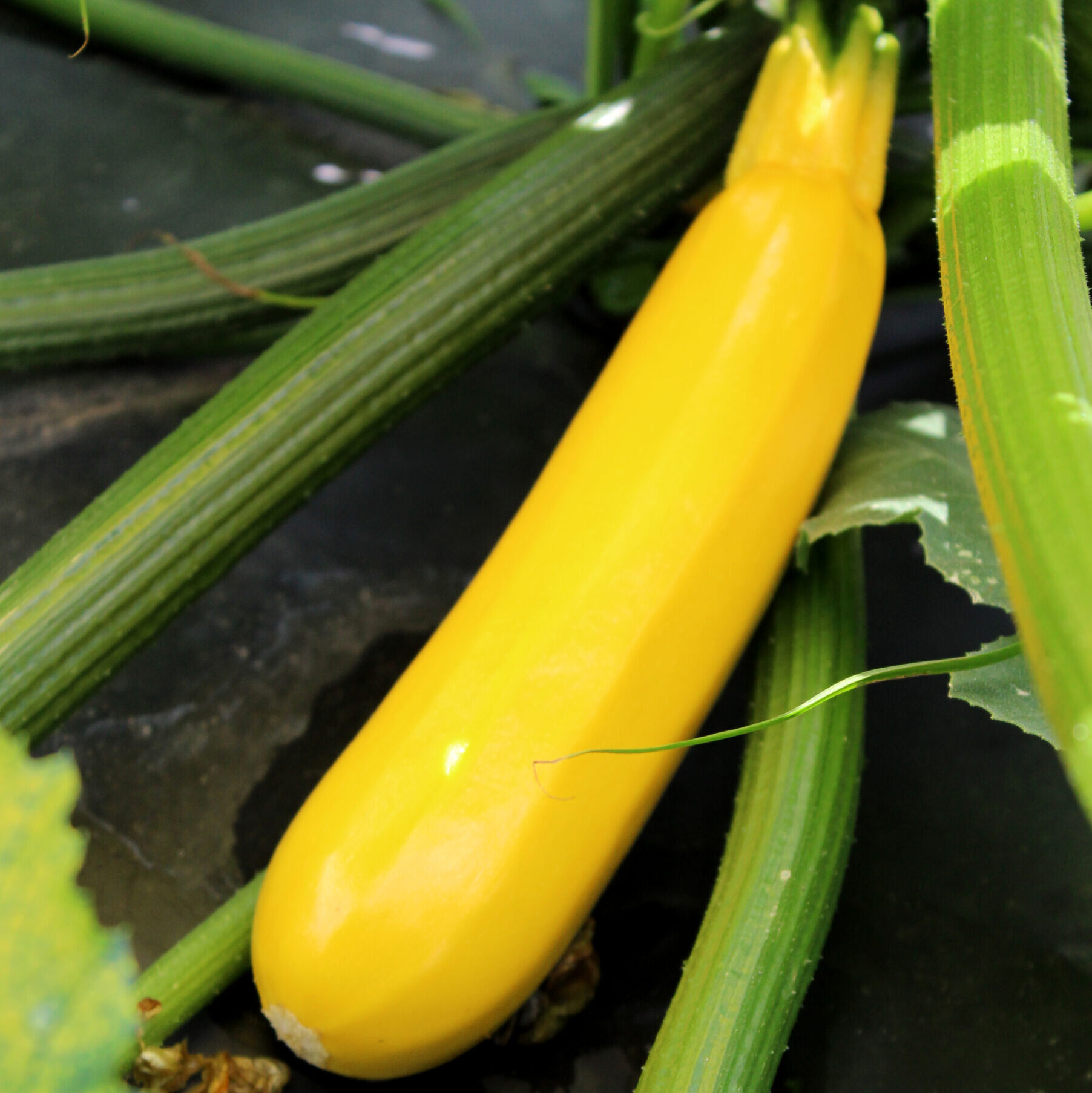 Courgette jaune