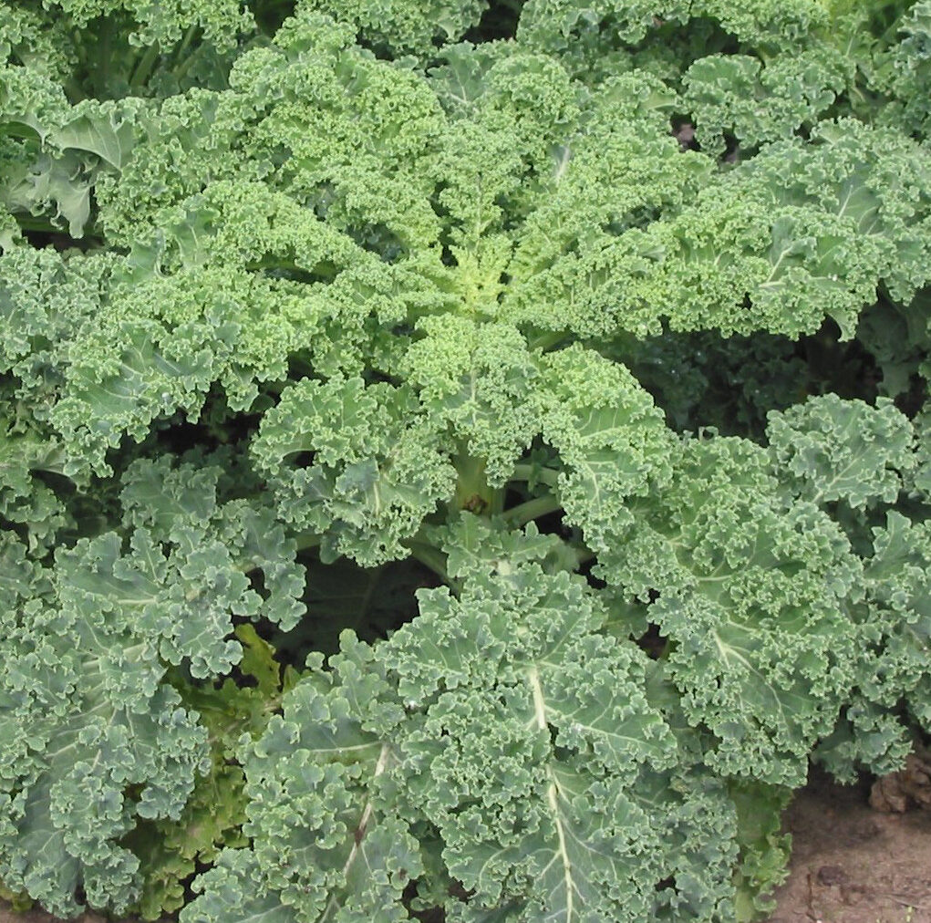 Kale frisé