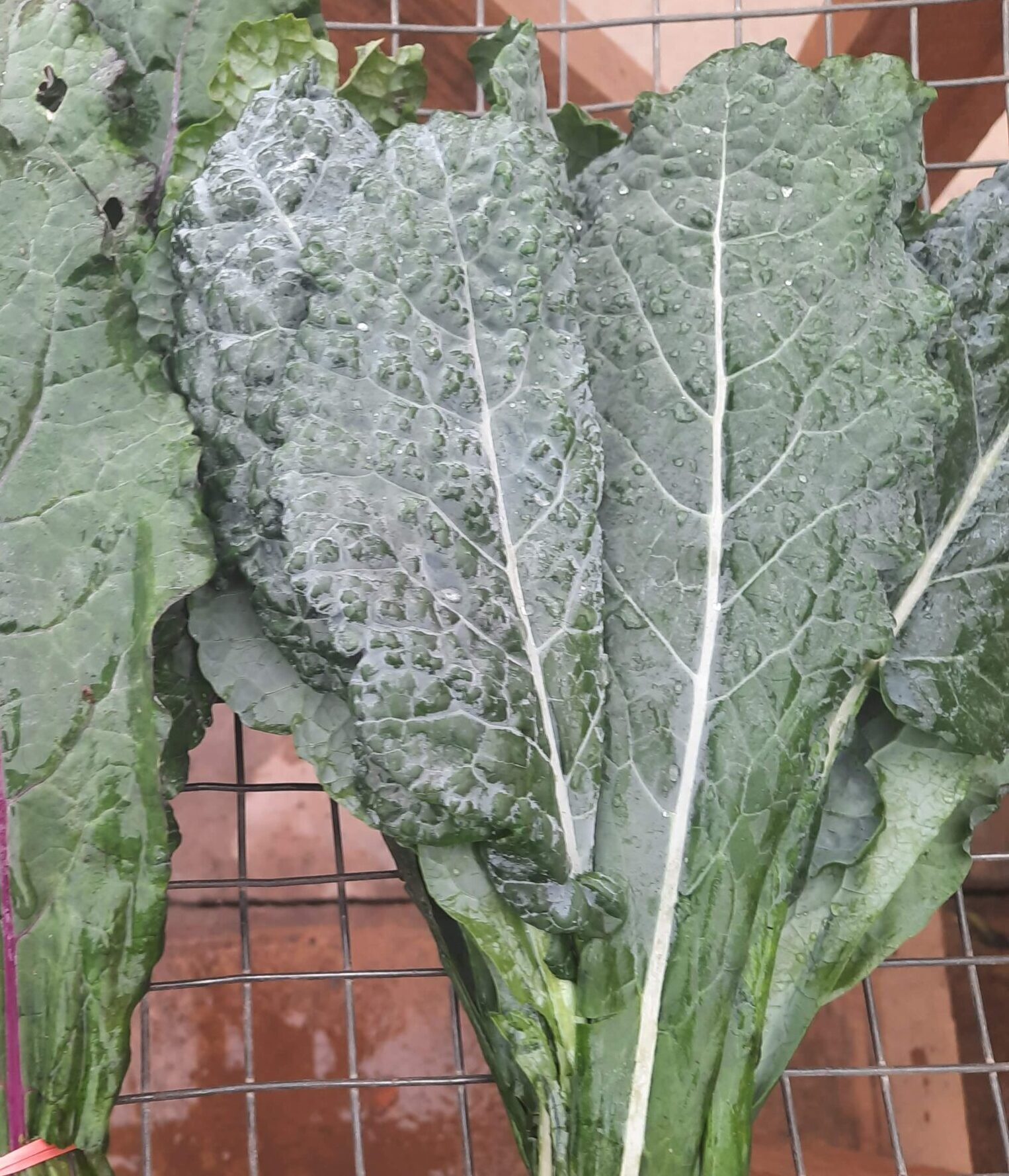 Chou kale plat